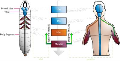 The Drosophila Larval Locomotor Circuit Provides a Model to Understand Neural Circuit Development and Function